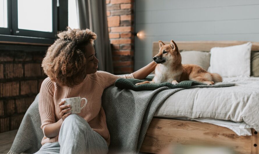 7 dicas para tirar os pelos dos pets da cama