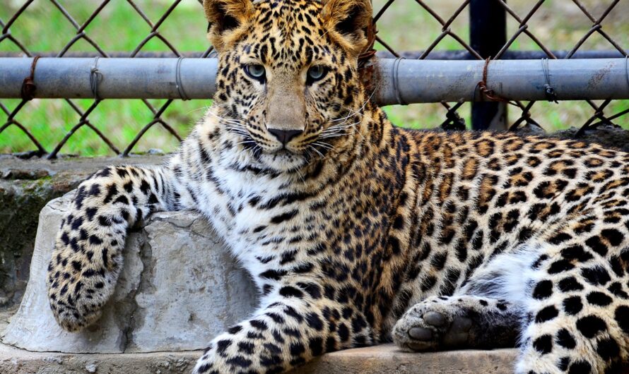 Principais zoológicos do Brasil