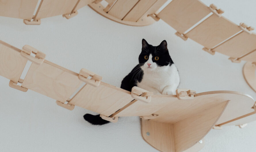 Casa gatificada: 6 dicas para ter um ambiente agradável para o gato