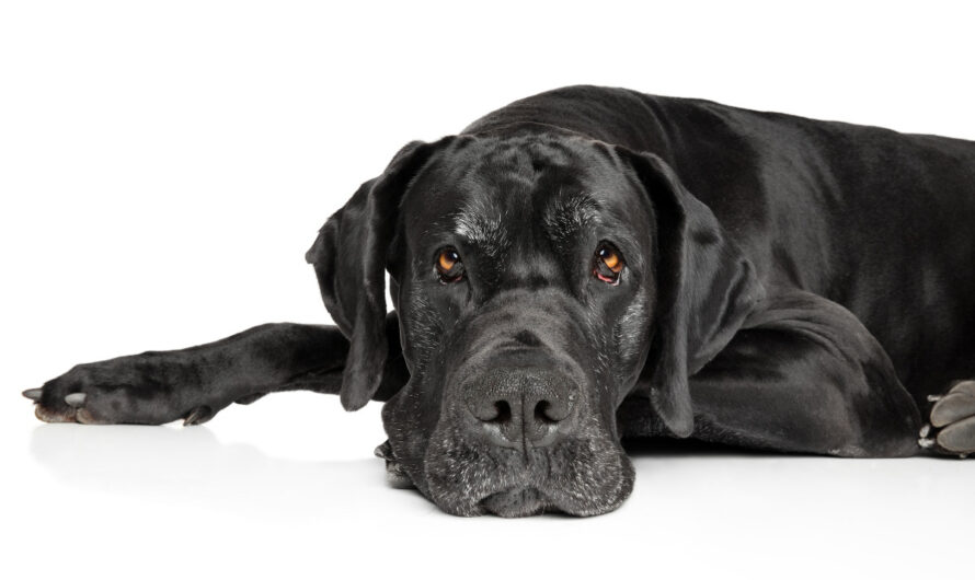 Os maiores cachorros do mundo: conheça as 5 raças