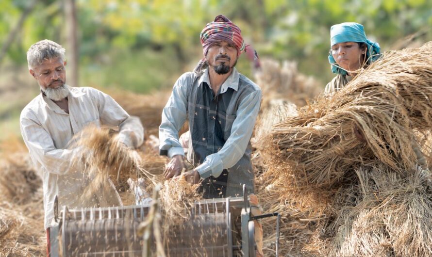 Importância da matéria orgânica no solo para a produtividade agrícola